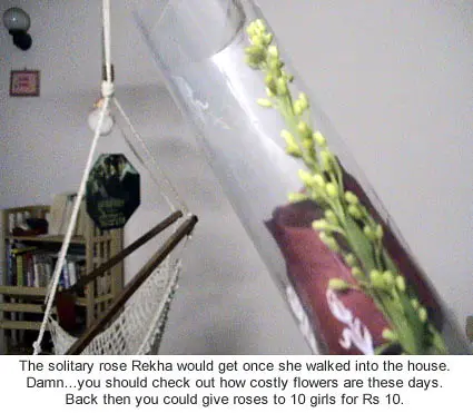 Solitary Rose