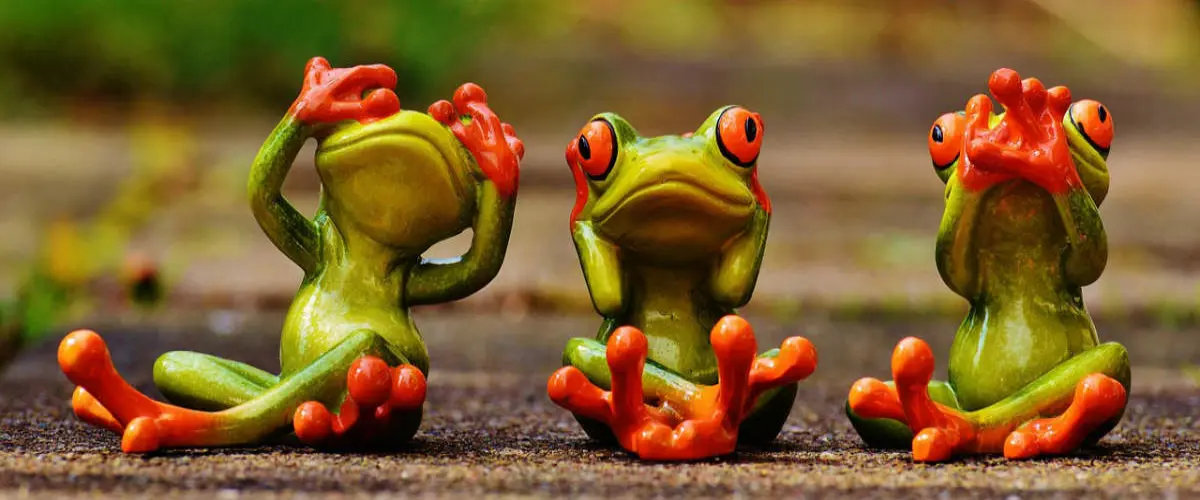 Frogs in water closet in father in law house