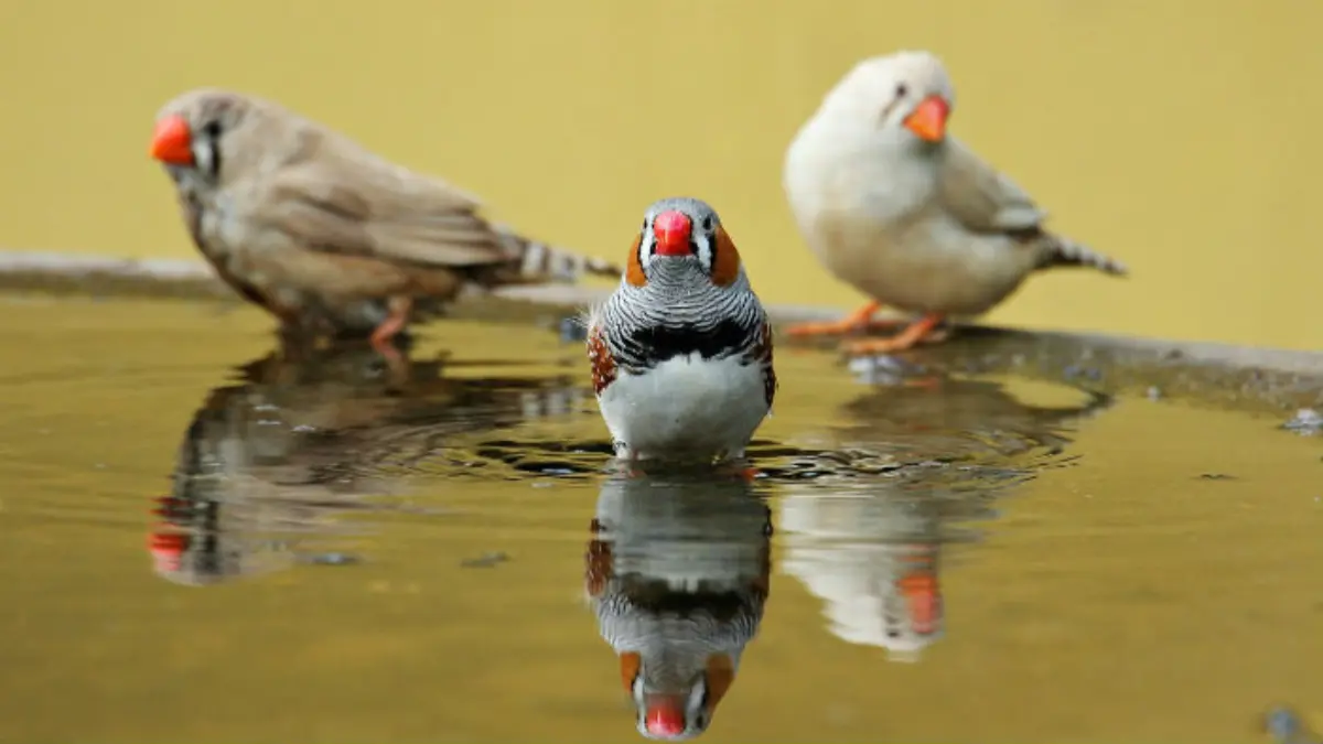 Australian Zebra Finch Birds
