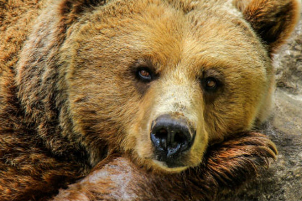 Women want to be a bear next life